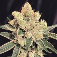 (Bild für) Banana Sherbet fem