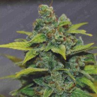 (Bild für) Banana Zkittlez fem