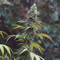 (Bild für) Bandit Kush