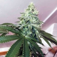 (Bild für) Banger Glue 6 female