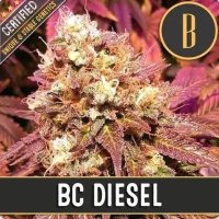 (Bild für) BC Diesel feminized