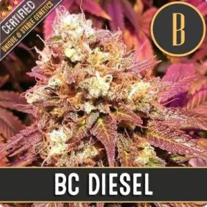 (Bild für) BC Diesel feminized
