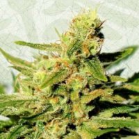 (Bild für) BCN Diesel CBD female
