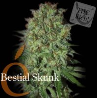 (Bild für) Bestial Skunk female