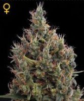 (Bild für) Big Bang Auto female