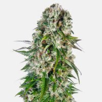 (Bild für) Big Bud Automatic