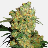 (Bild für) Big Bud
