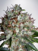 (Bild für) Big Bud XXL fem