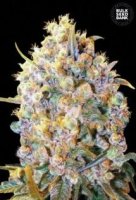 (Bild für) Big Bud aka Bigger Bud female