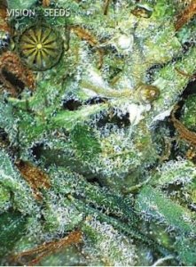 (Bild für) Big Bud fem