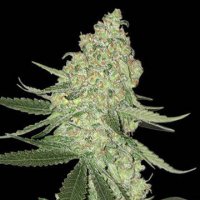 (Bild für) Big Cheese Auto aka Big Stilton Auto fem