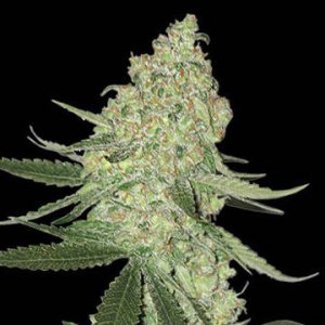 (Bild für) Big Cheese Auto aka Big Stilton Auto fem