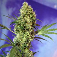 (Bild für) Big Devil Auto fem