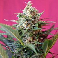 (Bild für) Big Devil XL Auto fem