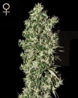 (Bild für) Big Tooth feminized