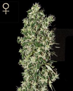 (Bild für) Big Tooth feminized