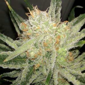 (Bild für) Biscotti Autoflower fem