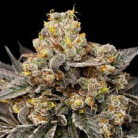 (Bild für) Biscotti Zkittlez fem