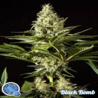 (Bild für) Black Bomb fem