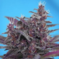 (Bild für) Black Cream Auto fem