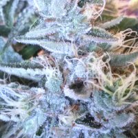 (Bild für) Black Domina Autoflower fem