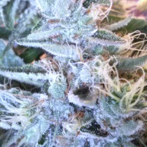 (Bild für) Black Domina Autoflower fem