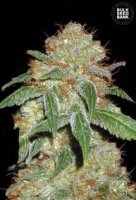 (Bild für) Dark Domina female