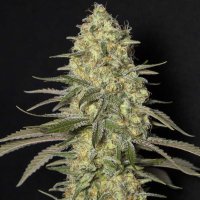 (Bild für) Black Dream fem