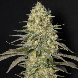 (Bild für) Black Dream fem