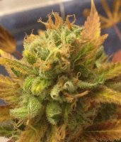 (Bild für) Black Gold Auto fem