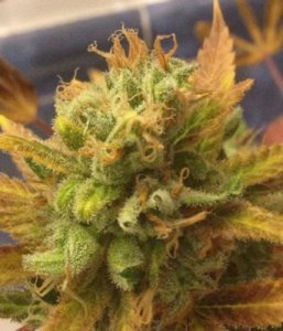 (Bild für) Black Gold Auto fem