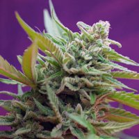 (Bild für) Black Jack Auto fem