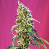 (Bild für) Black Jack CBD fem
