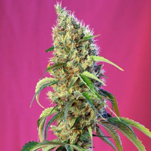 (Bild für) Black Jack CBD fem