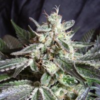 (Bild für) Black Jack fem