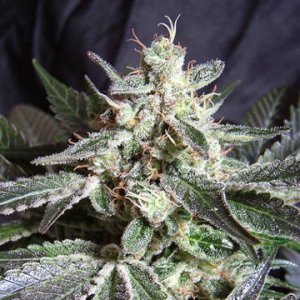 (Bild für) Black Jack fem
