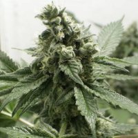 (Bild für) Black Jesus OG female