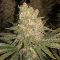 (Bild für) Black Sugar female