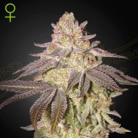 (Bild für) Black Toffee Auto female