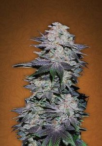 (Bild für) Blackberry Auto fem