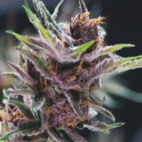 (Bild für) Black Cherry Punch female