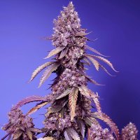 (Bild für) Black Muffin F1 Fast Version fem