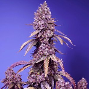 (Bild für) Black Muffin F1 Fast Version fem