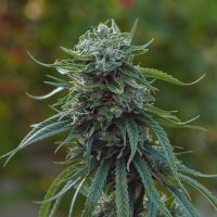(Bild für) CBH Blood Haze 'Pure Haze'