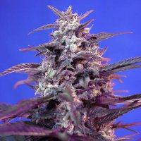 (Bild für) Bloody Skunk Auto fem