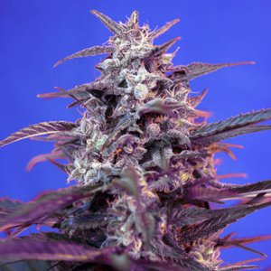 (Bild für) Bloody Skunk Auto fem