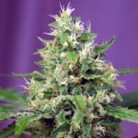 (Bild für) Blow Mind Auto fem