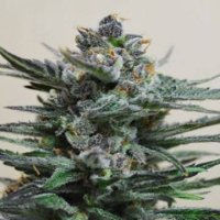 (Bild für) Blue Acid Auto fem