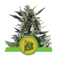 (Bild für) Blue Cheese feminized
