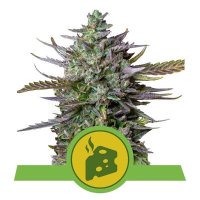 (Bild für) Blue Cheese Auto feminized